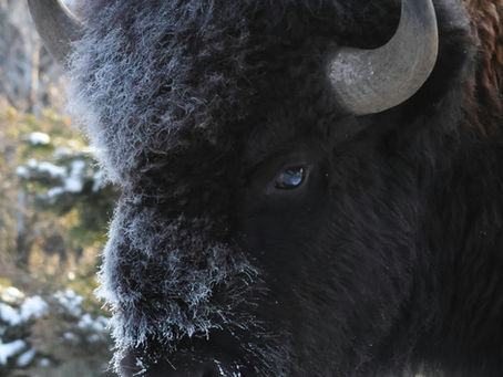 Buffalo Sabres Blog Part 2: Turns Out It Was the Leader