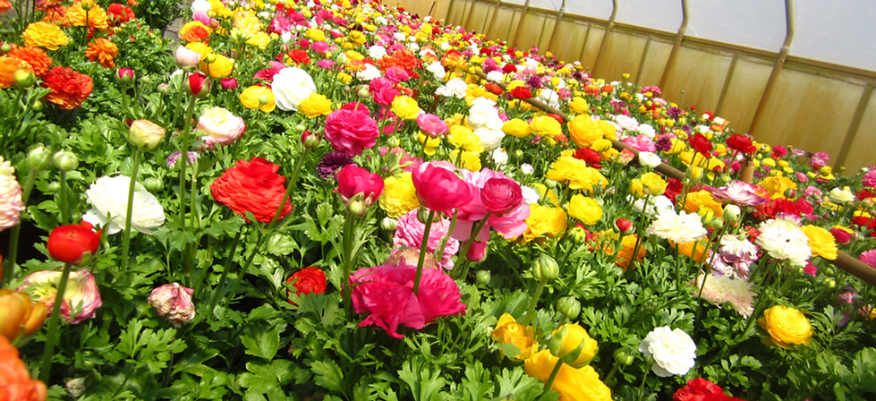 RANUNCULUS.JPG