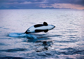 orca2.jpg