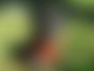 Ticks - Protection & Prevention