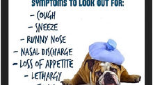 Canine Flu Is Here! 
                   Treat it Holistically