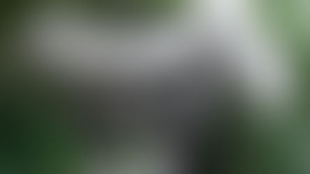 2014年 七夕飾り