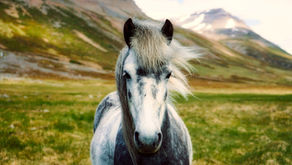 5-Day Iceland Vacation with Flight, Hotel and Northern Lights Tour from only $499!!!