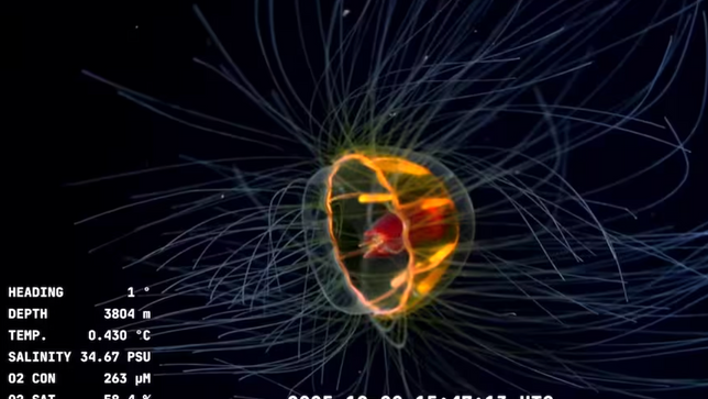 El Conicet hace historia: hallazgos de vida submarina y Martín Fierro de Oro