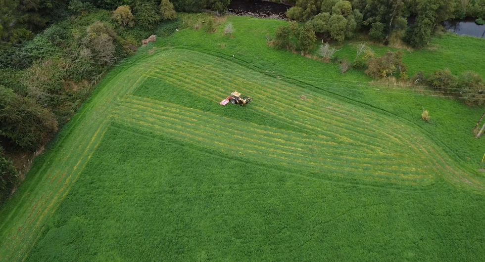 GRASS CUT
