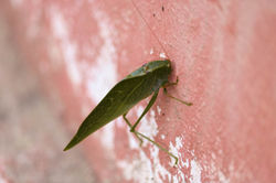 Insecto Hoja
