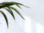 Green Palm Leaf With White Background Mobile Massage Bradenton Fall Blog