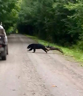 bear hound VT Lisa Guyette.jpg