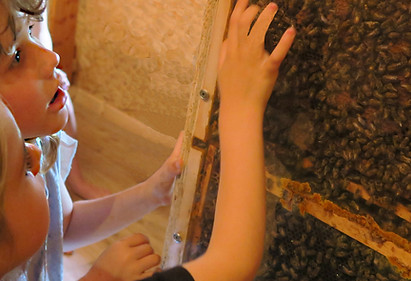 Enfant regardant des abeilles