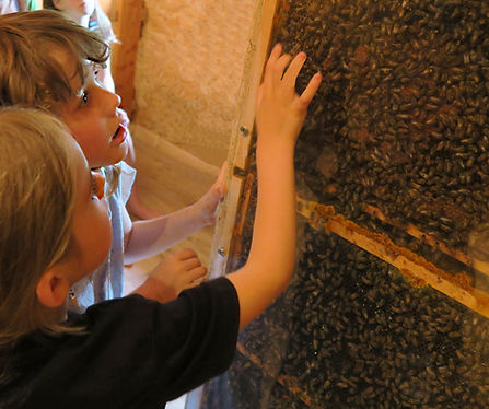 Enfants qui observent l'intérieur d'une ruche en direct