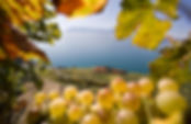 creadiBO.CH