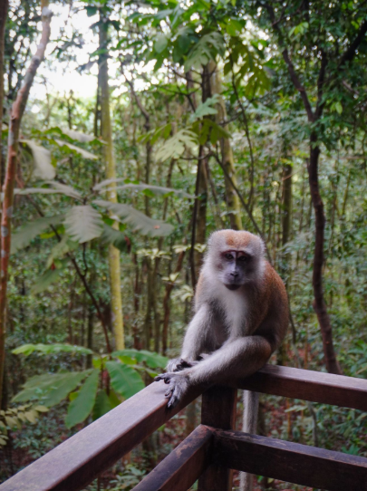 I took the course “Ecology and the Environment,” and we sure did take advantage of the tropical climate there to hike as early as 6am in the morning to birdwatch and catch some early risers.