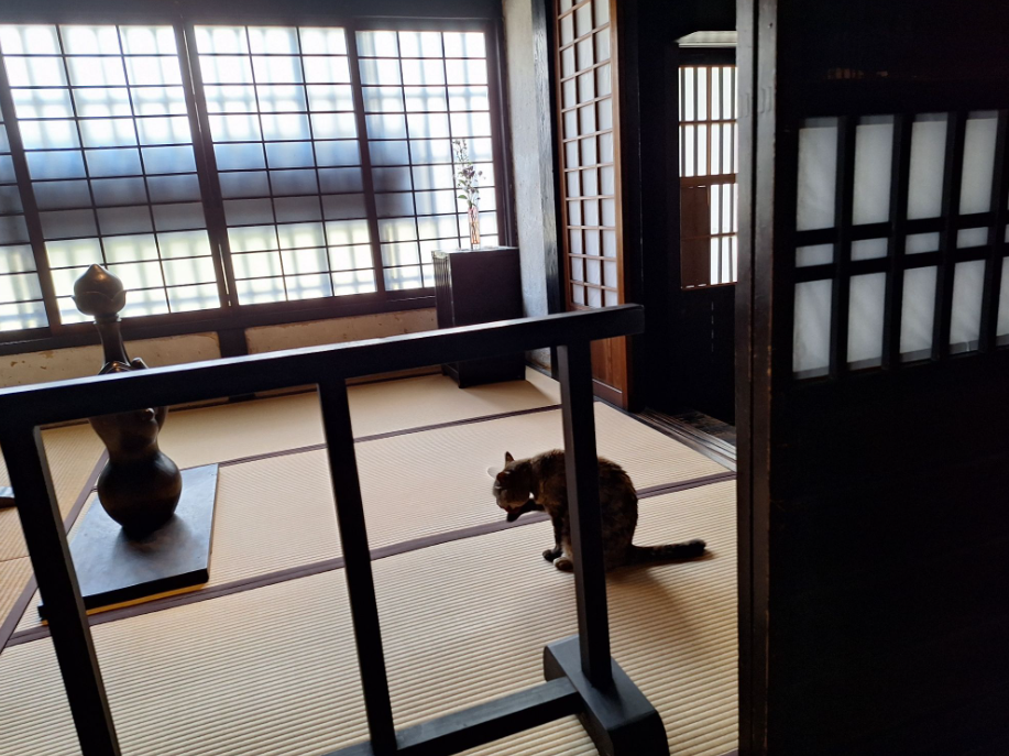 A cat resting on a tatami room.