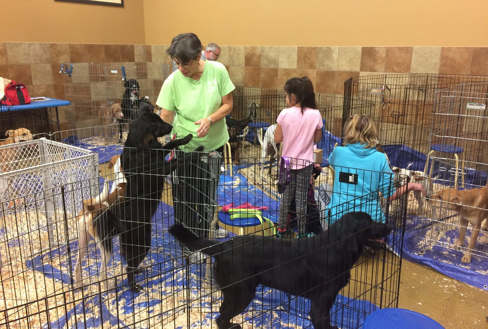 Lori Jerusik Dog Rescuer from Chicopee, MA is in it for the Long Haul