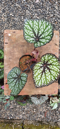 Begonia B25 | ROSEGARDENS Plants