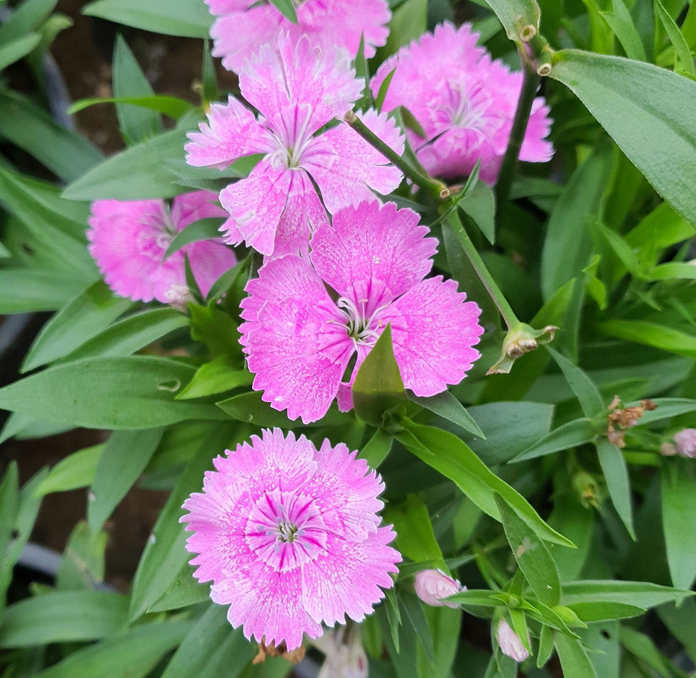 Thumbnail: Dianthus