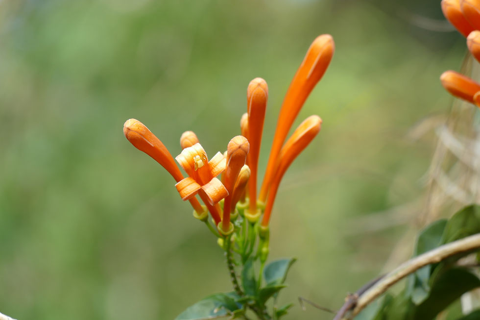 Thumbnail: Pyrostegia Venusta