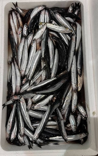 anchovy in market box