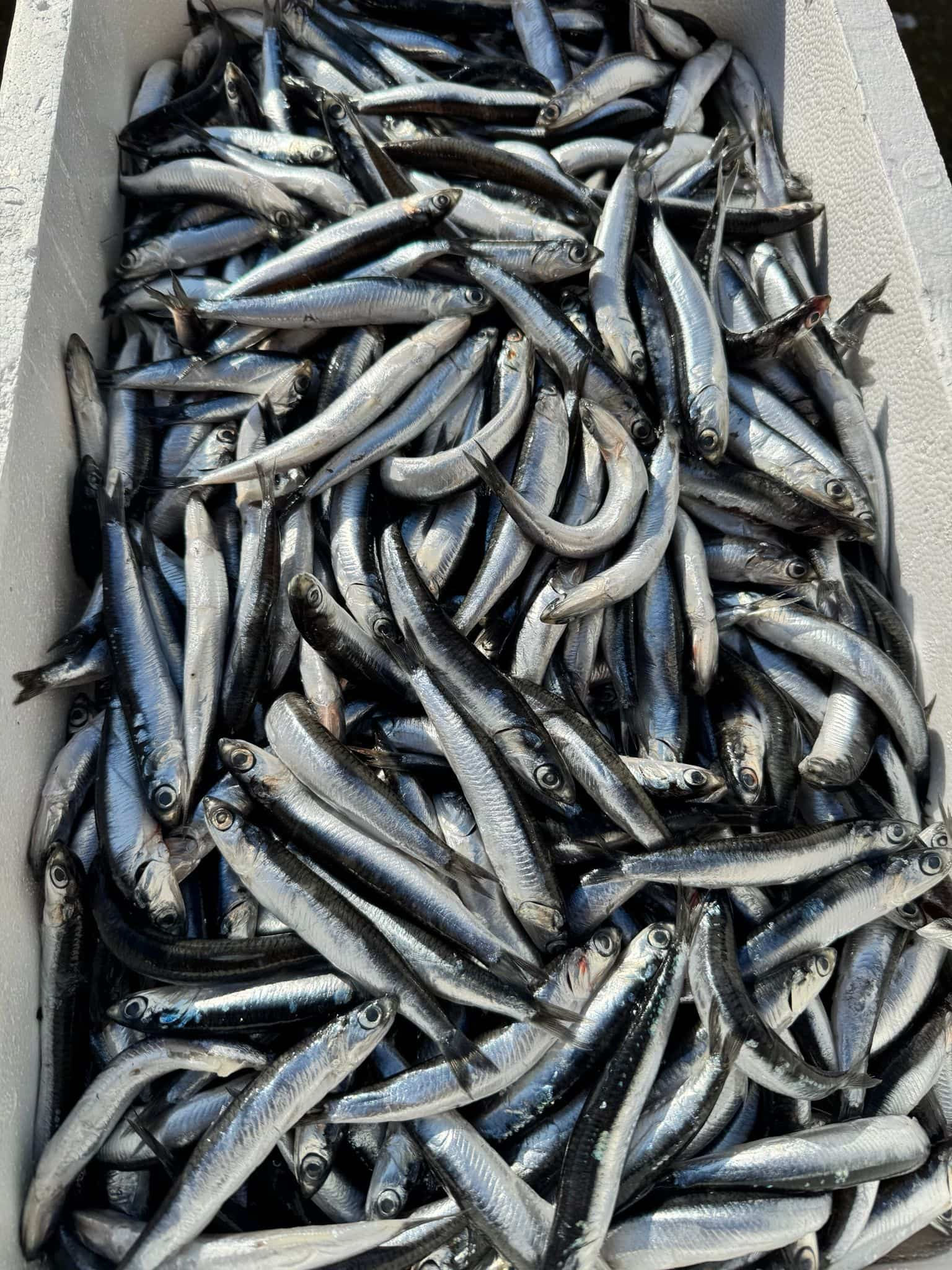 Fresh Black Sea anchovy hamsi resting on crushed ice, displaying bright silver scales and premium quality.