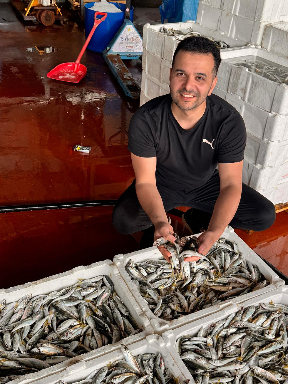 Sourcing fresh Black Sea bonito and horse mackerel directly from wholesale fish market