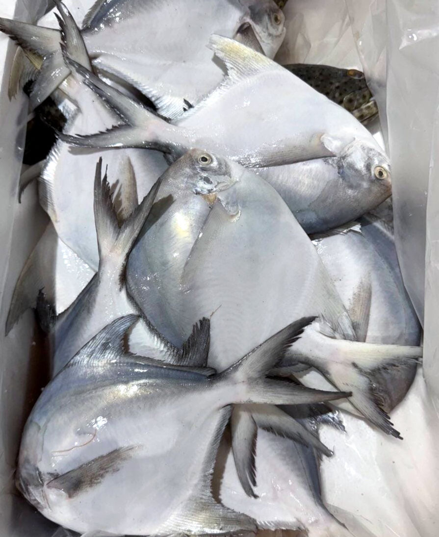 Fresh silver pomfret fish laid out on our market box, with its shiny silver skin and flat body clearly visible