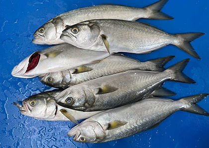 fresh blue fish lufer - Seafood Xpress