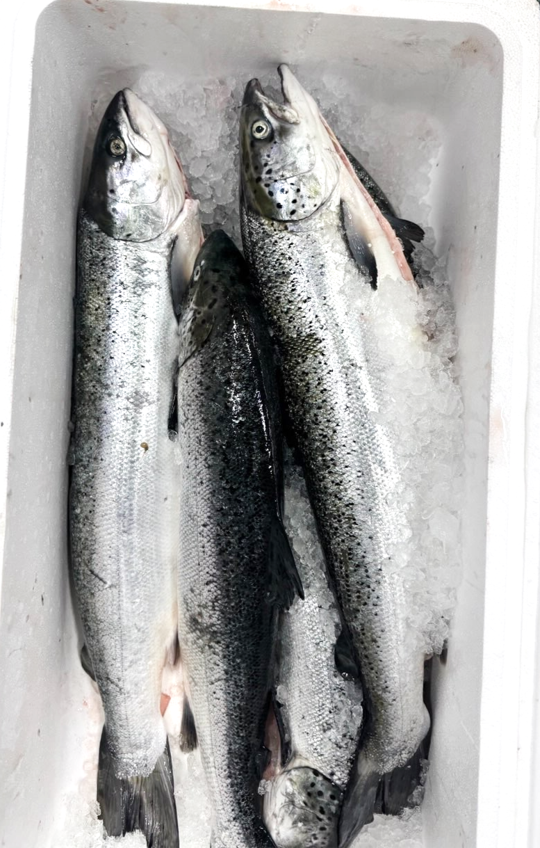 Fresh whole salmon weighing approximately 2.5 to 3 kilograms on market box a