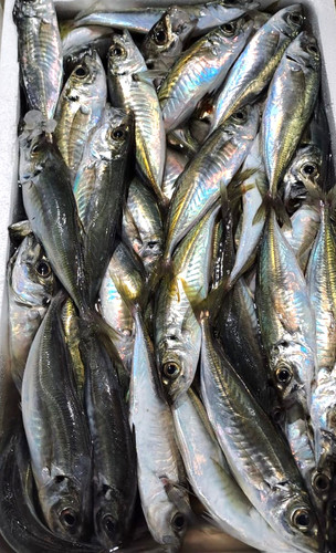 Jack Fish Box - 6 kg | Seafood Xpress