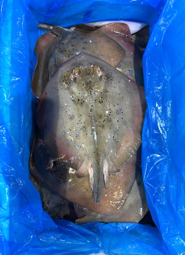 Fresh Ray Fish by Seafood Xpress – Delivered Across the UK