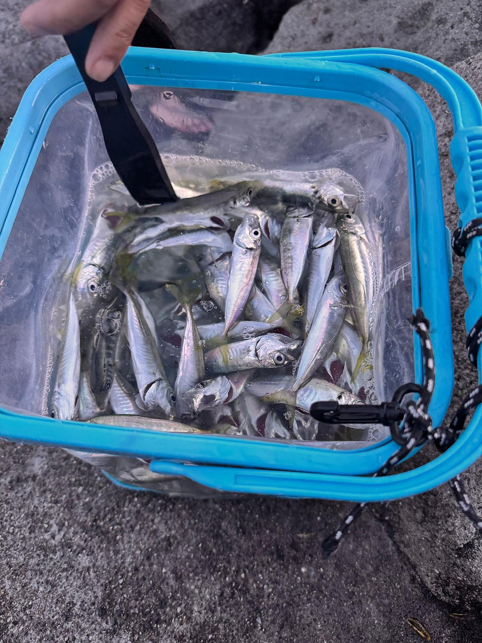 Bucket of freshly caught wild Black Sea horse mackerel in clear water