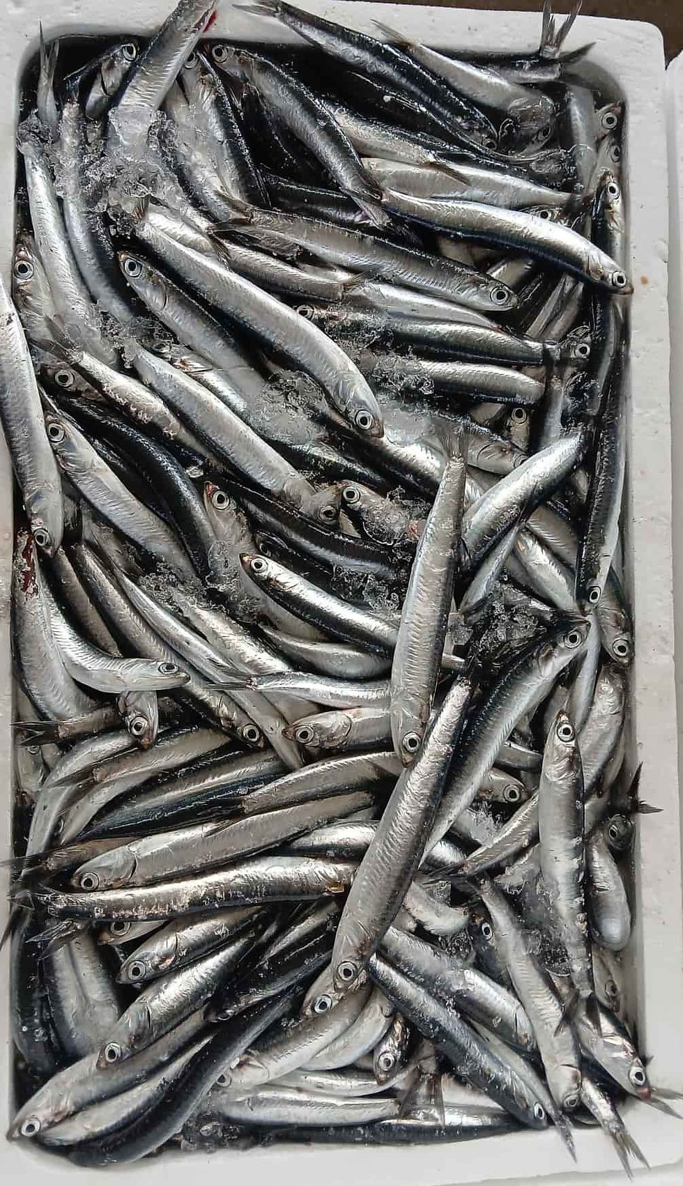 anchovy on market box