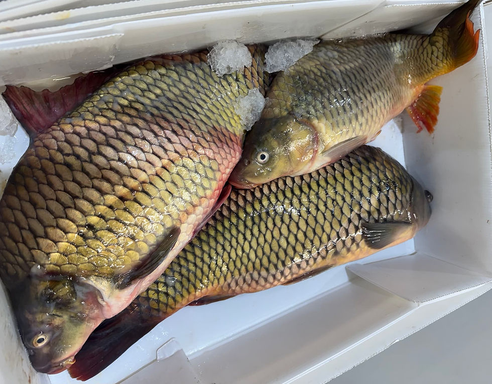Fresh Whole Carp 5kg Pack - Seafood Xpress UK