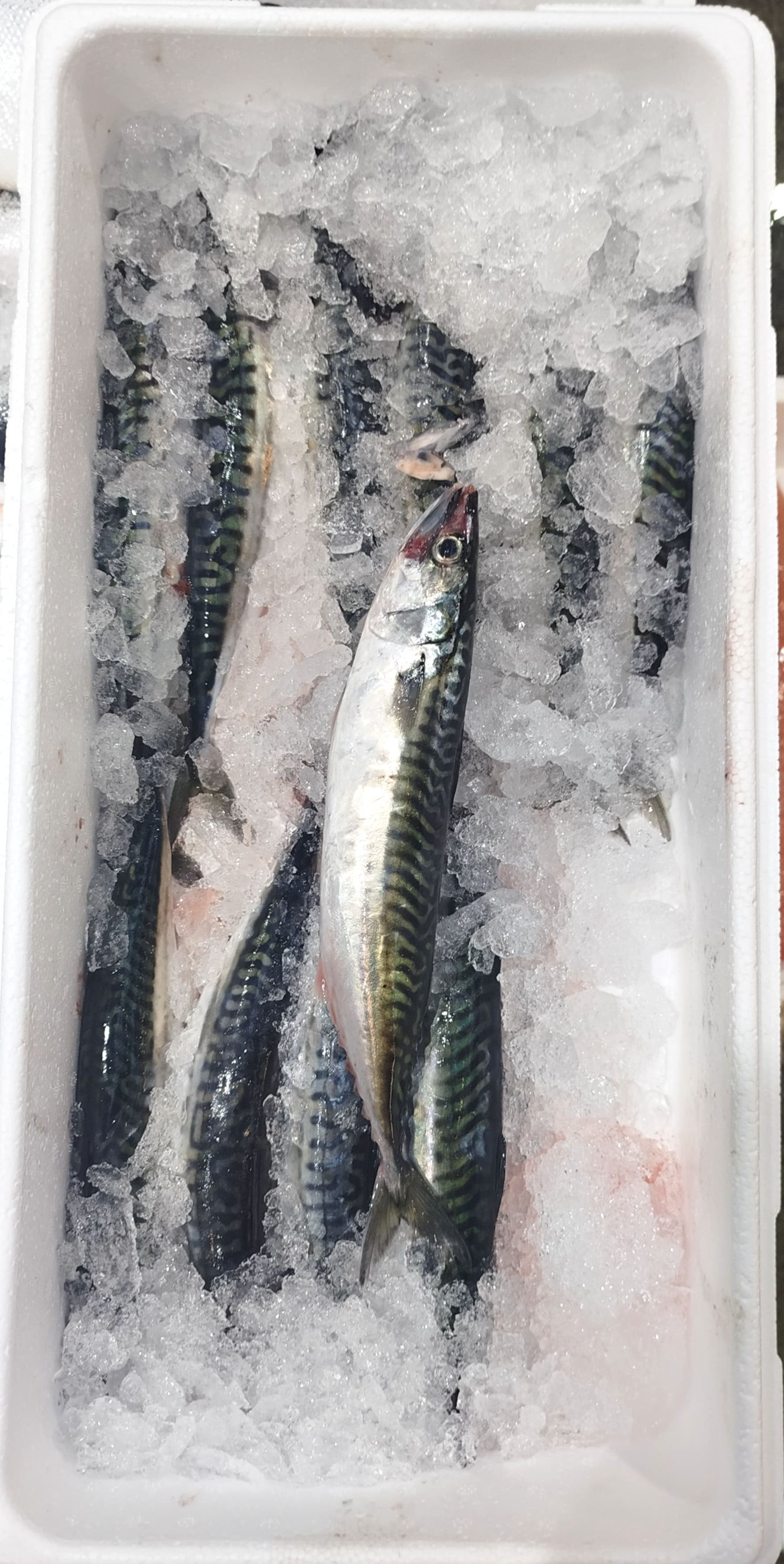 Whole fresh mackerel fish with shiny silver-blue skin displayed on market box, ready for sale in our online seafood store