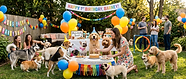 birthday cake for dogs