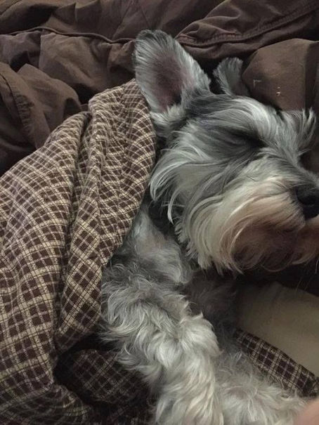 Pancreatitis in Schnauzers