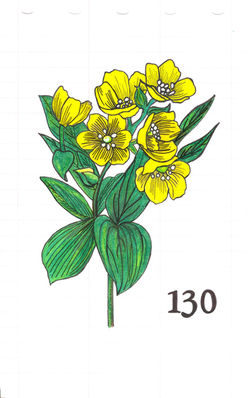 Leontice Microrrhyncha