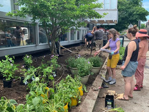 Growing Community Through Pollinator Gardens: Lessons from Brookline, Massachusetts