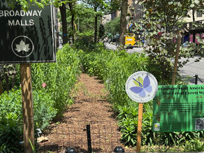 New York City's Broadway Mall Joins the Pollinator Pathway!