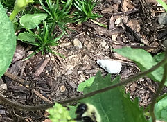 Black Long Tail Butterfly.jpeg