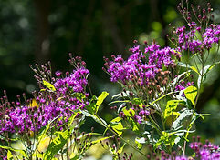 Black Long Tail Butterfly.jpeg