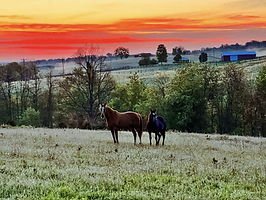 Two horses standing on rolling hills with a backdrop of a vibrant sunset