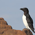 Pingouin Armel Deniau 310510 01.JPG