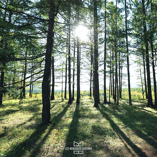 Image de la nature, foret, fond de page.