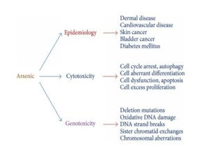 Arsenic pollution of groundwater