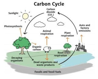 ENERGY FLOW AND BIOGEOCHEMICAL CYCLES