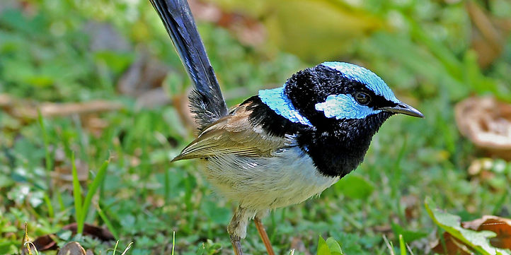 blue wren a_edited_edited.jpg