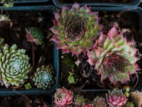 Jardim de Suculentas: Transforme Seu Espaço com Beleza e Praticidade