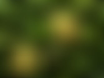 Frutas que contém ferro: Conheça as 7 melhores frutas e seus benefícios