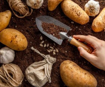 Adubo orgãnico, batatas inglesa e uma mão segurando uma pá com terra.