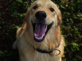 Cuidados Essenciais para a Higiene Bucal do Seu Pet